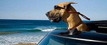 marmaduke