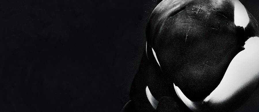 blackfish