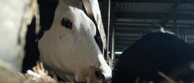 Første kikk på kyrne i traileren til Andrea Arnolds dokumentar Cow