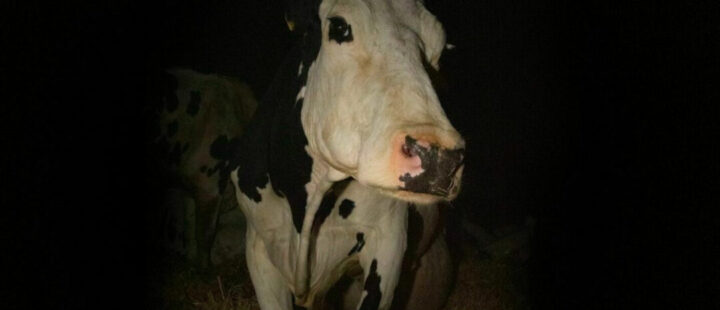 Helga Brekke Mathisens topp 10, 2022